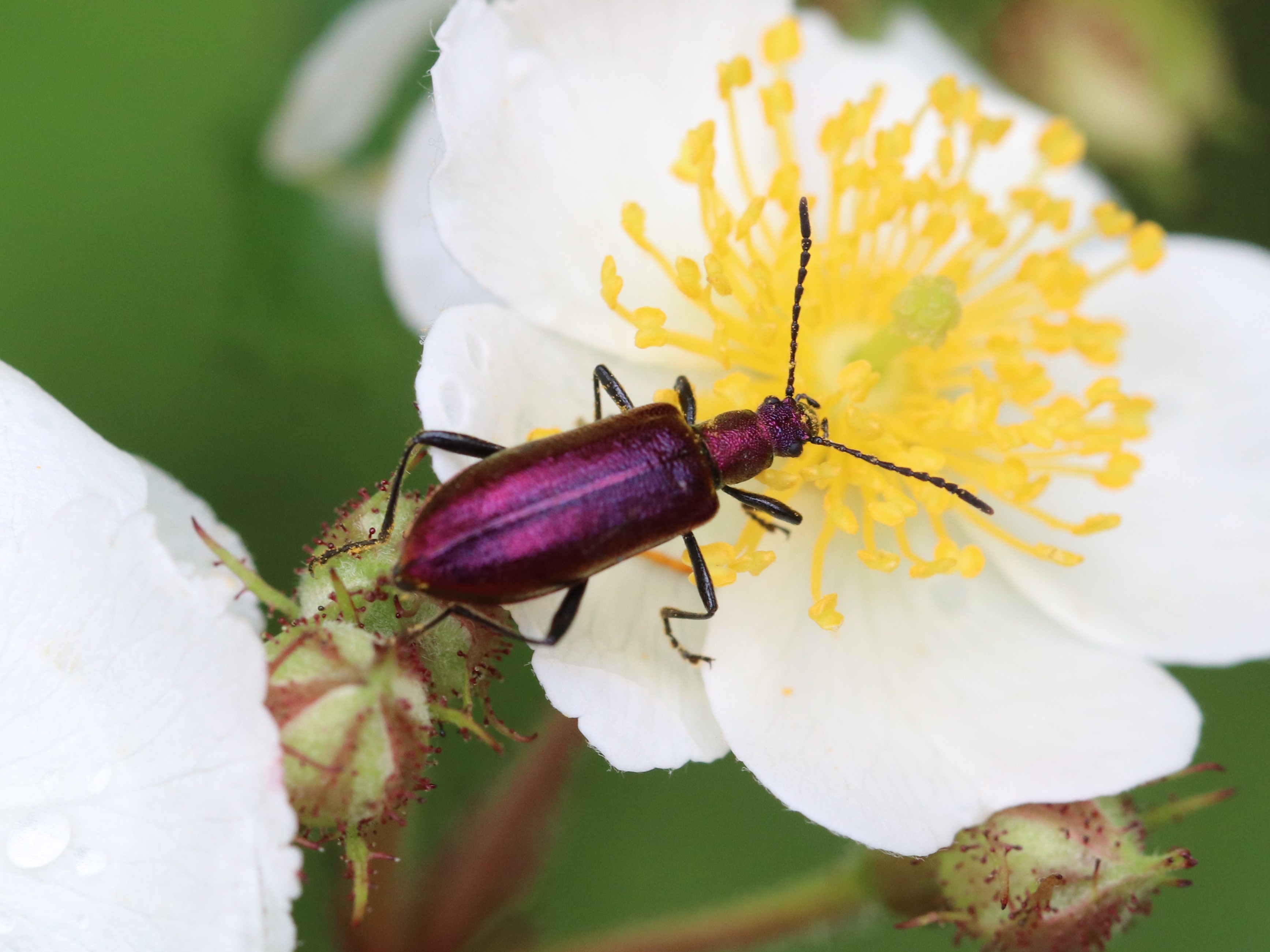 花上のアカハムシダマシ